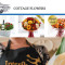 Cottage Flowers, London – London NW 3 Interflora Florist