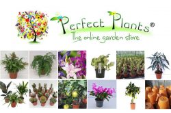 Perfect Plants Ltd