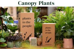 Canopy Plants