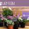 Lazy Flora Plant Subscriptions